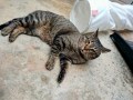 Bongo (5)